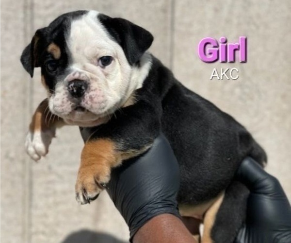 Medium Photo #3 English Bulldog Puppy For Sale in SAN ANTONIO, TX, USA