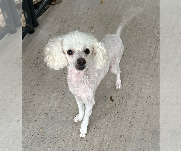 Medium Photo #1 Poodle (Miniature) Puppy For Sale in Oak Bluffs, MA, USA