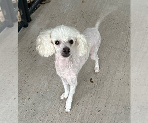 Poodle (Miniature) Dogs for adoption in Oak Bluffs, MA, USA