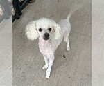 Theodore - Male Poodle (Miniature) Dog for Adoption - Small photo