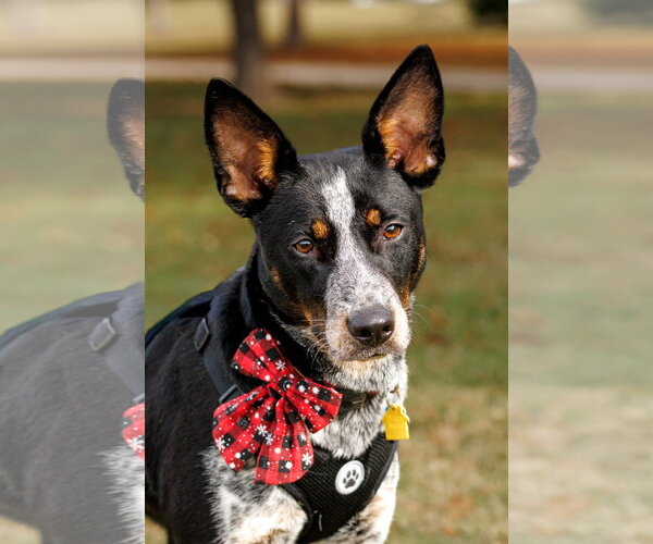 Medium Photo #6 Mutt Puppy For Sale in McKinney, TX, USA