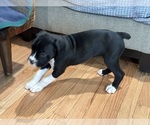 Small Photo #7 Boxer Puppy For Sale in SPRINGFIELD, OR, USA