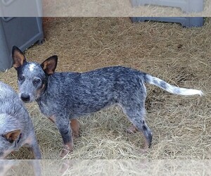 Australian Cattle Dog Puppy for sale in RIDGELAND, SC, USA