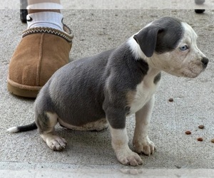 American Bully Puppy for sale in AURORA, CO, USA