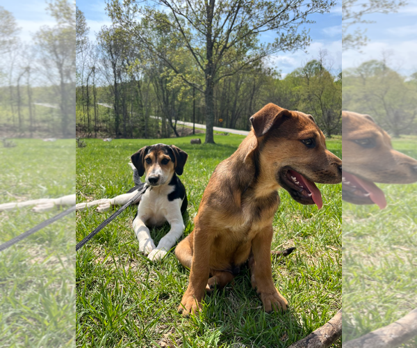 Medium Photo #5 Treeing Walker Coonhound-Unknown Mix Puppy For Sale in Holly Springs, NC, USA