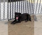 Small #1 Mutt