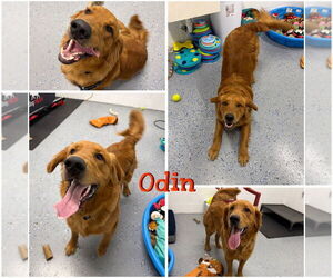 Golden Retriever Dogs for adoption in Pierceton , IN, USA