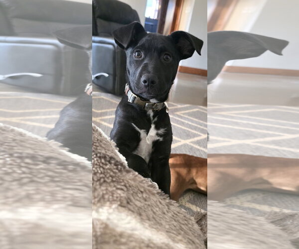 Medium Photo #10 Labrador Retriever-Unknown Mix Puppy For Sale in Germantown, OH, USA