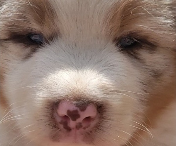 Medium Photo #5 Australian Shepherd Puppy For Sale in WESTPOINT, TN, USA