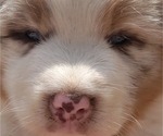 Small #4 Australian Shepherd