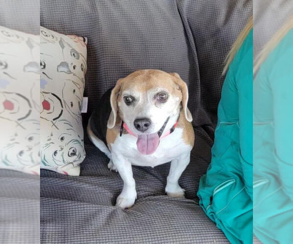 Medium Photo #6 Beagle Puppy For Sale in Las Vegas, NV, USA