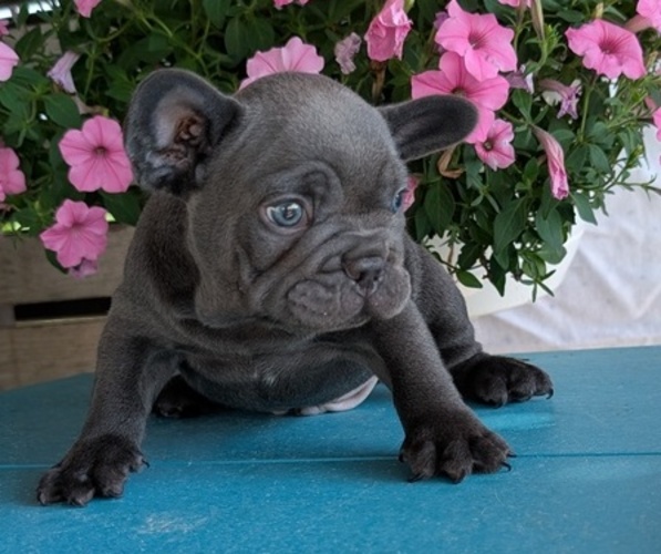 Medium Photo #7 French Bulldog Puppy For Sale in GOSHEN, IN, USA