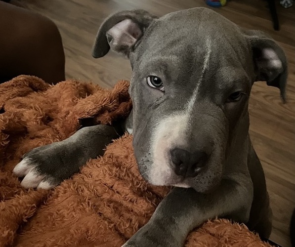 Medium Photo #1 American Bully Puppy For Sale in GREENVILLE, SC, USA