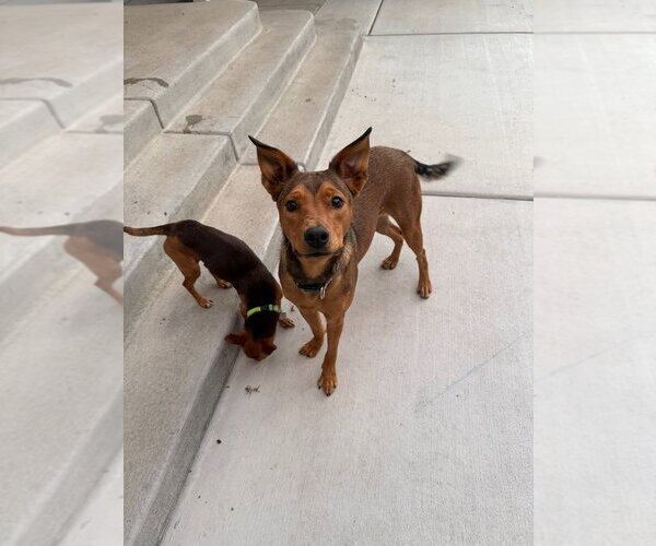 Medium Photo #3 Australian Kelpie-Unknown Mix Puppy For Sale in Salt Lake City, UT, USA