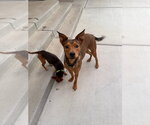 Small #2 Australian Kelpie Mix