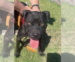 Small #1 Labrador Retriever Mix