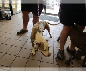 Medium American Pit Bull Terrier Mix