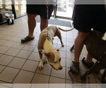 Small American Pit Bull Terrier Mix