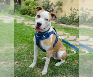 American Pit Bull Terrier-Unknown Mix Dogs for adoption in Phoenix, AZ, USA
