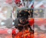 Puppy 8 Yorkshire Terrier
