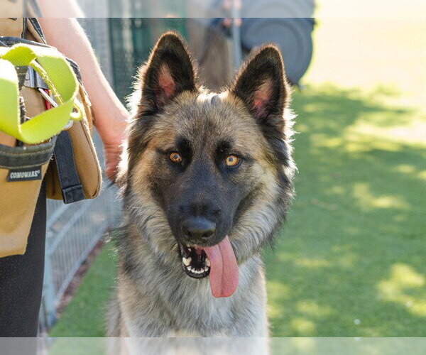 Medium Photo #1 German Shepherd Dog-Unknown Mix Puppy For Sale in Martinez, CA, USA
