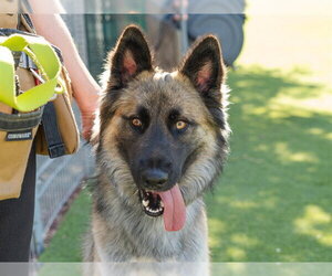 German Shepherd Dog-Unknown Mix Dogs for adoption in Martinez, CA, USA