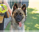 Small German Shepherd Dog Mix