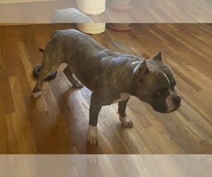 American Bully Puppy for sale in JERSEY CITY, NJ, USA