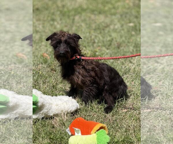 Medium Photo #2 Mutt Puppy For Sale in Yardley, PA, USA