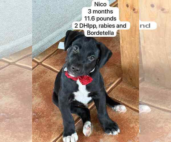 Medium Photo #2 Labrador Retriever-Unknown Mix Puppy For Sale in Virginia Beach, VA, USA