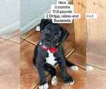 Small #1 Labrador Retriever Mix