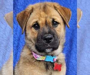 Chow Chow-Retriever  Mix Dogs for adoption in Cuba, NY, USA