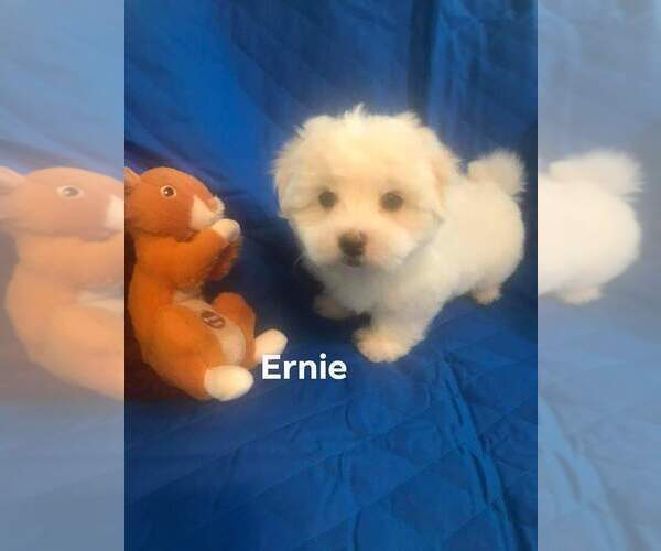 Medium Photo #1 Maltese Puppy For Sale in RANSOM, KY, USA
