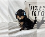 Small #1 Bernedoodle