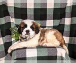 Small Photo #6 Saint Bernard Puppy For Sale in QUARRYVILLE, PA, USA