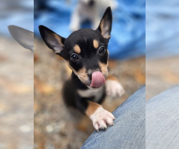 Medium Photo #3 Mutt Puppy For Sale in Garden City, NY, USA