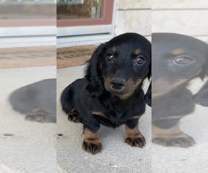 Dachshund Puppy for sale in INDIANAPOLIS, IN, USA