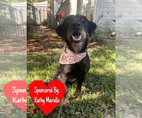 Medium Photo #1 Mutt Puppy For Sale in San Leon, TX, USA