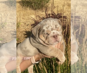 Bulldog Puppy for sale in COLFAX, CA, USA