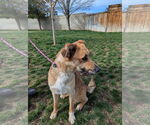Small #2 German Shepherd Dog Mix