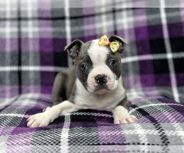 Medium Photo #6 Boston Terrier Puppy For Sale in LAKELAND, FL, USA
