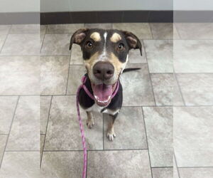 Mutt Dogs for adoption in Woodbury, NY, USA