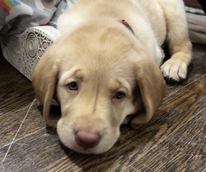 Labrador Retriever Puppy for sale in TEANECK, NJ, USA