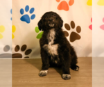 Small Great Pyrenees Mix