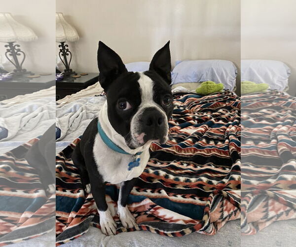 Medium Photo #3 Boston Terrier Puppy For Sale in Huntington Beach, CA, USA