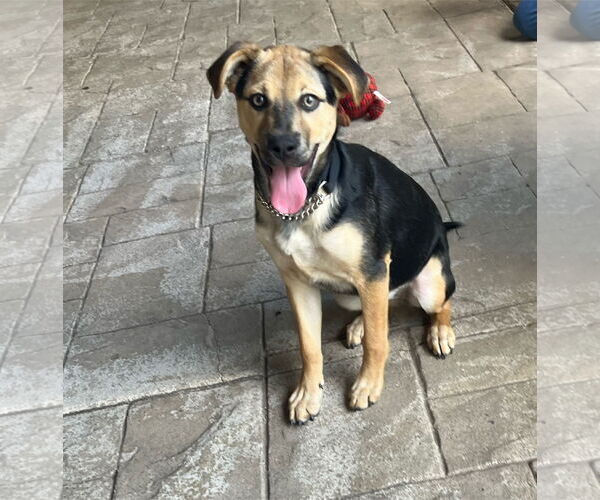 Medium Photo #7 Beagle-Unknown Mix Puppy For Sale in Escondido, CA, USA