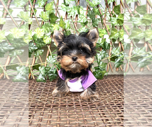Yorkshire Terrier Puppy for sale in CORAL SPRINGS, FL, USA