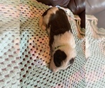 Small Photo #4 Bordoodle Puppy For Sale in UNICOI, TN, USA