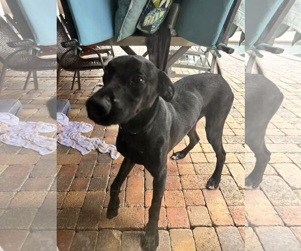 Medium Photo #2 Labrador Retriever-Unknown Mix Puppy For Sale in Miami, FL, USA