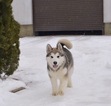 Small Photo #6 Alaskan Malamute Puppy For Sale in BROOKLYN, NY, USA